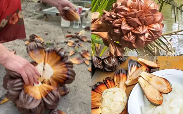 I never thought this fruit was edible