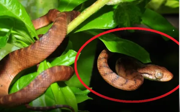 Snakes love these 4 plants in their home garden