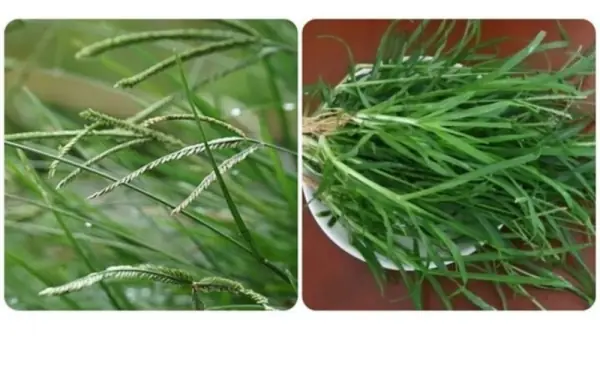 The Roadside Weed That’s a Liver Tonic and Blood Pressure Stabilizer