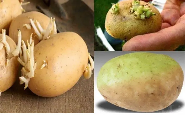 Here are some simple tips to keep your potatoes fresh and sprout-free