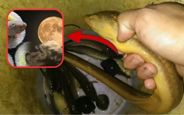 Who Should Avoid Eating Eel?