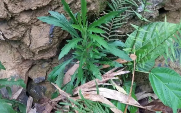 Wild Wormwood: A Natural Remedy for Skin and Health