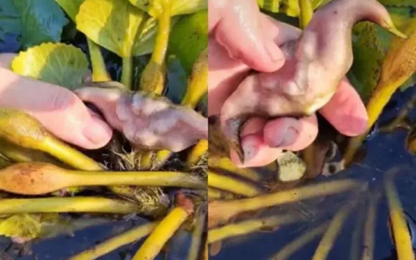 Only gourmets know about this tuber