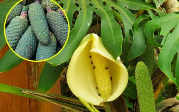 This fruit is very delicious but not everyone dares to try it