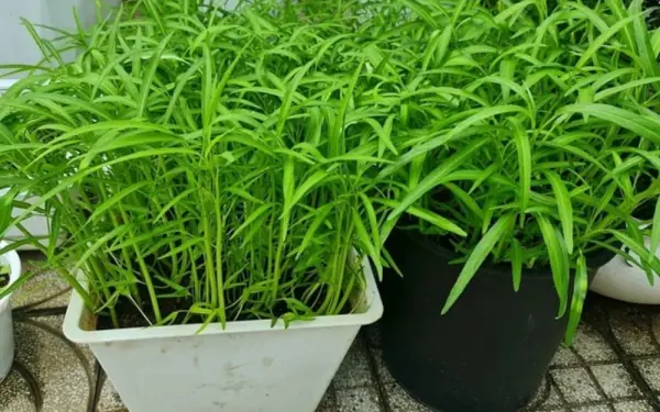 Fast-Growing Vegetables to Grow at Home