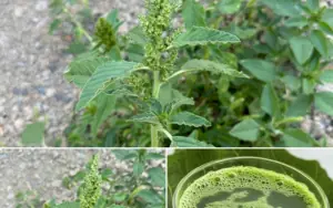 Most people don't know the power of this Unpretentious Backyard Miracle Plant