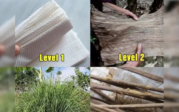 What level are you???