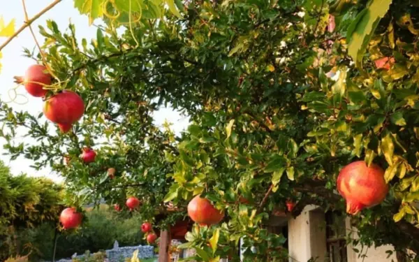 Why you should plant a pomegranate tree in front of your house.