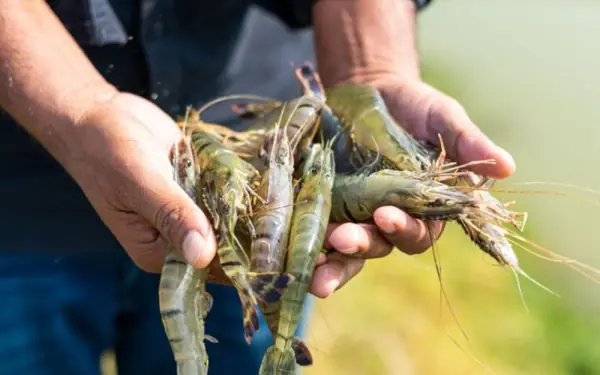 A little tip on how to choose fresh and delicious shrimp: