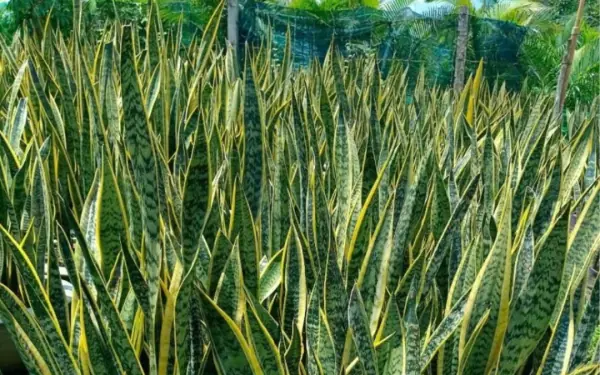 People born in these years are not suitable for planting snake plants.