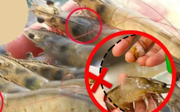 Is the black part on the shrimp's head a brick or feces?