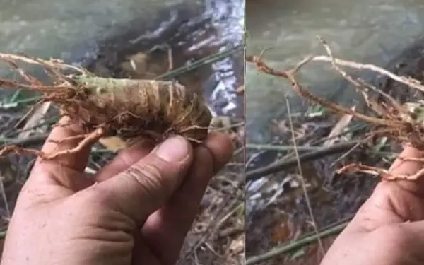 Only farmers know this crayfish