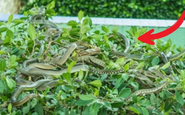 Plants that should not be planted around the house