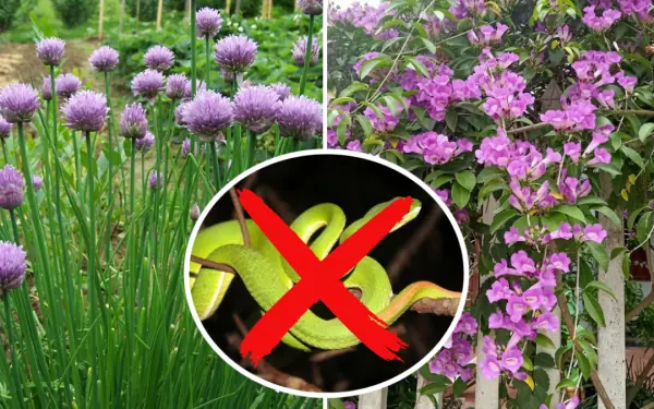 5 types of plants that snakes should avoid when they see them