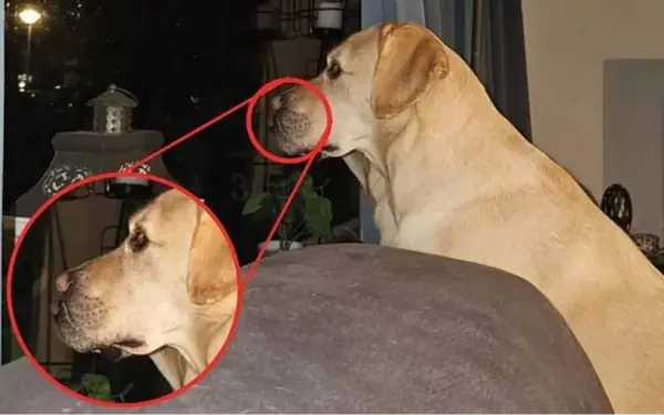 test your eyesight