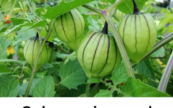 This is the fruit