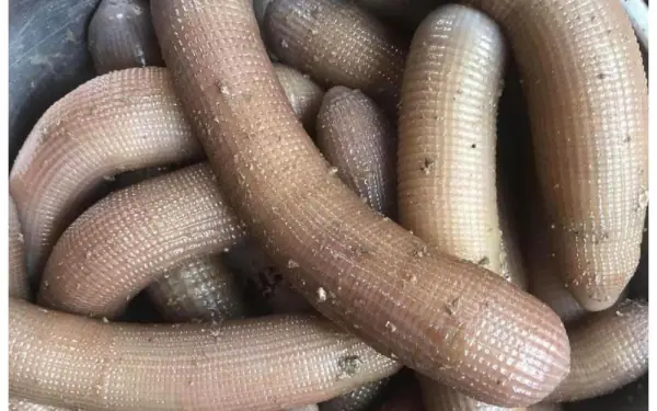 Do Sandworms Truly Boost Vitality?