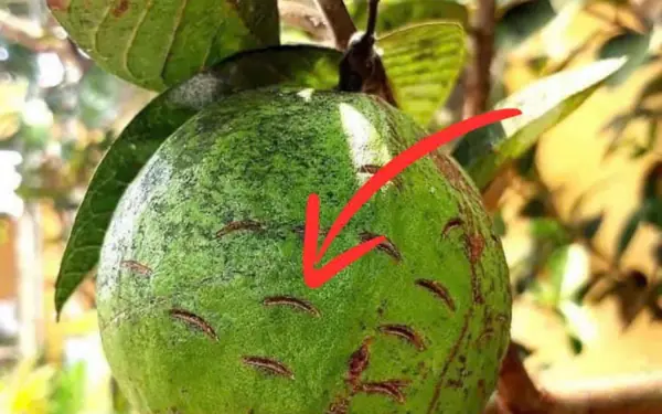 Se:crets growers don't want you to know