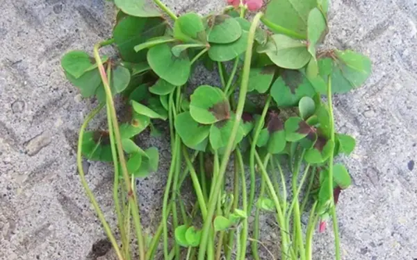This vegetable is better than drinking ginseng