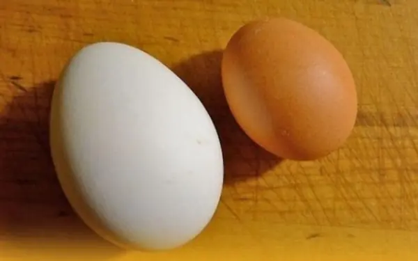 Brown or white-shelled eggs are more nutritious