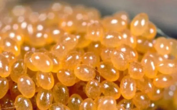 Jelly-alike balls