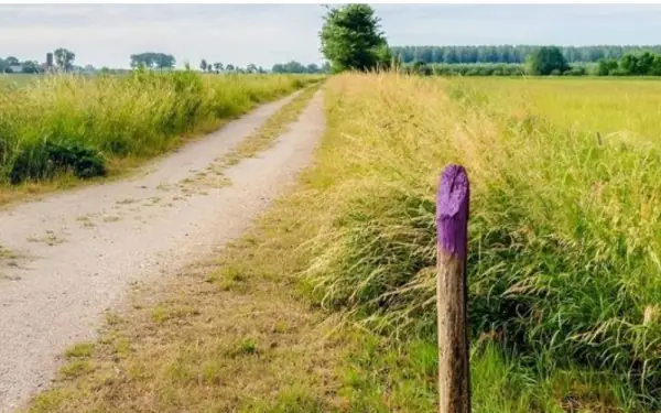 Purple fence
