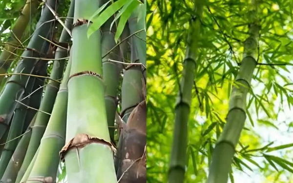 Many people still think bamboo is a type of tree