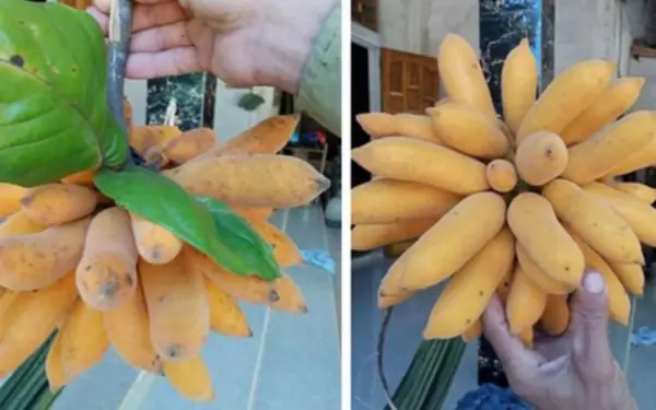 It looks like a banana, but it actually is