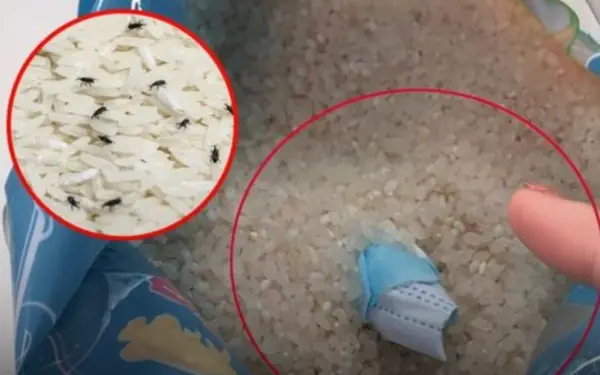Rice weevils won’t dare come near your rice bags!