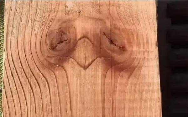 What do you see