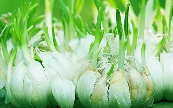 If you see garlic sprouting