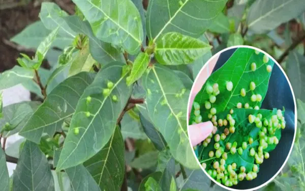 The 'miraculous' uses of fig leaves