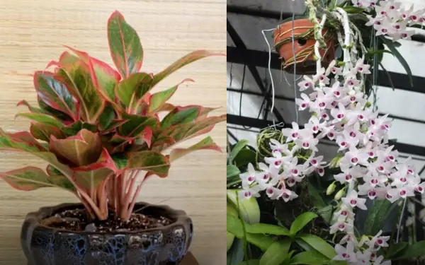 5 types of plants that purify the air and bring prosperity