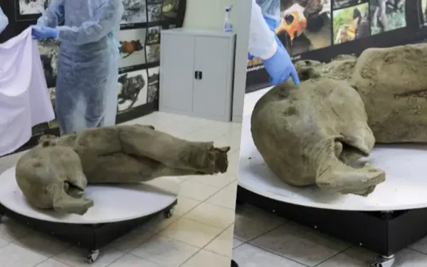 Frozen for 50,000 years