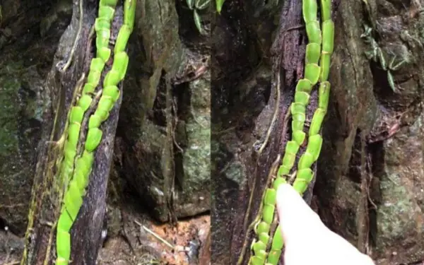 Not everyone is lucky to find this tree