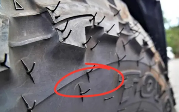 What is the actual function of these thorns?