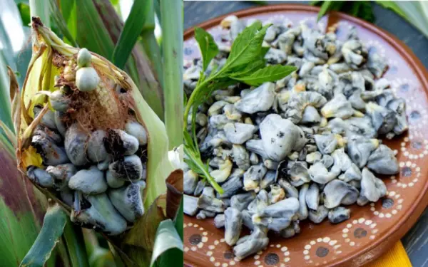 An Expensive Delicacy Few People Know About