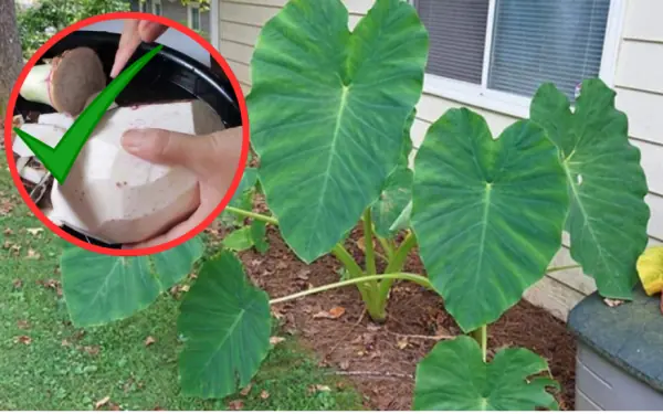 Most people have no idea how powerful the root of this plant is