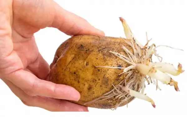 Be cautious when eating sprouted tubers