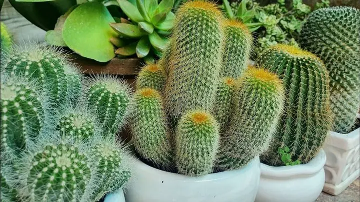 Có nên trồng cây xương rồng trong nhà?