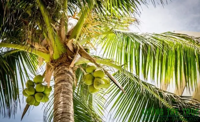 Cây Dừa - Đặc điểm, công dụng, cách trồng và chăm sóc - Xưởng Tre Trúc
