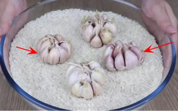 Burying Garlic in a Rice Container
