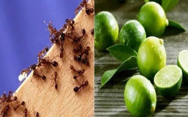 One week after applying this method, cockroaches, ants and mosquitoes no longer appears in my house too