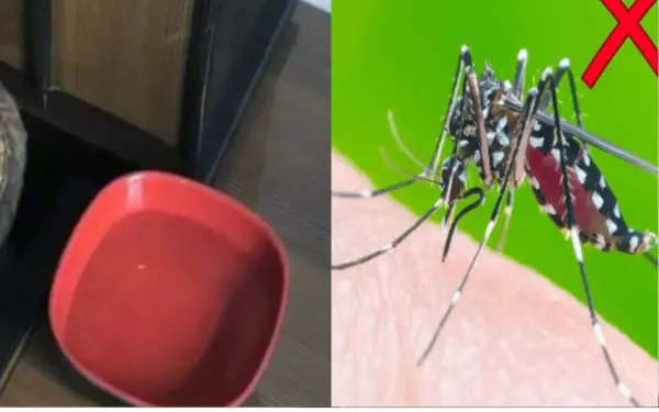 Put this bowl of water next to the bed