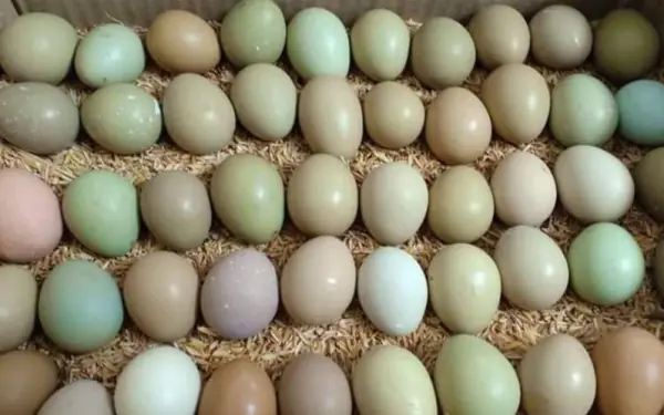 Why Are Green Eggs More Expensive Than Regular Eggs?