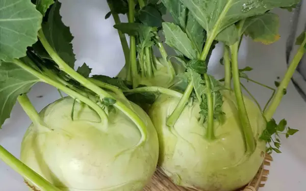 People who absolutely do not eat kohlrabi