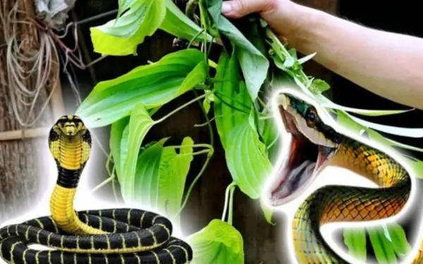 Uproot These Plants Immediately
