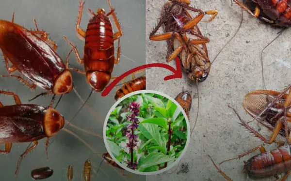 3 effective ways to repel cockroaches