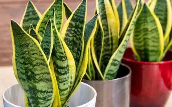 Age is taboo for snake plant