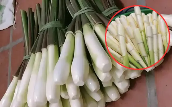 This tuber is known as the "miracle drug" for health thanks to its wonderful uses